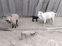 母山羊, Goats — 照片 3