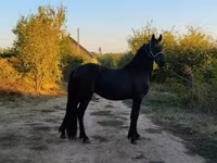 Ат, Фриз породу — сүрөт 5