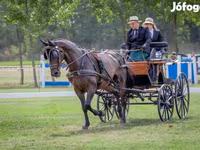 حصان, Nonius horse — الصورة 7