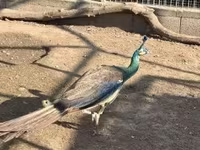 Chickens — الصورة 4