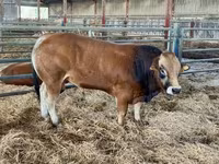 Toro, Partenaise cattle — foto 1