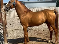 Horse (M), Russian Don — photo 3