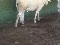 公羊, Sheep — 照片 3
