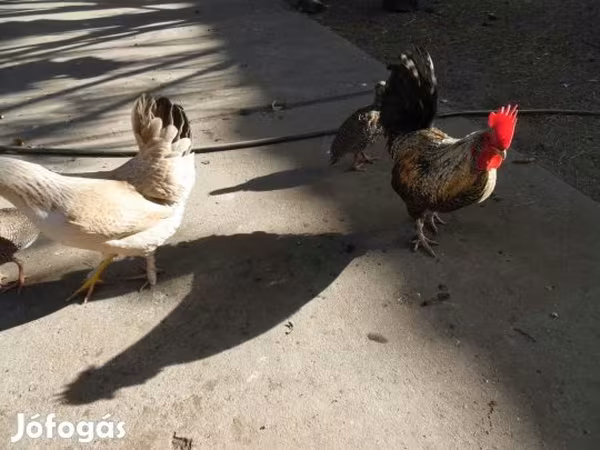 Japonský bantam