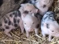 Boar, Pigs — photo 1