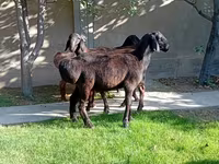 मेढ़ा, Arashan sheep — फ़ोटो 7