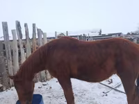 Horse (M), Russian Don — photo 2