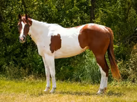घोड़ा, American paint horse — फ़ोटो 5