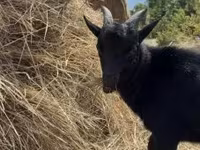 Kozioł, Dutch Landrace goats — zdjęcie 4