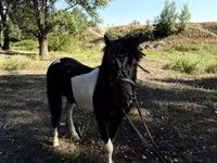 Konie (partia, płeć nieokreślona), American shetland pony — zdjęcie 4