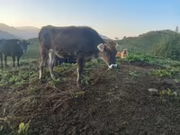 牛只（批次，未指定性别）, Cattle — 照片 1