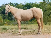 Cheval, Quarter Horse — photo 1