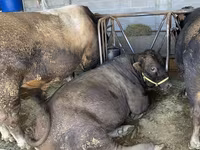 Býk, Swiss cattle — foto 7