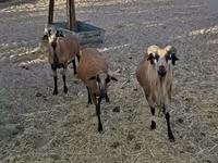 Carnero, Cameroon sheep — foto 2