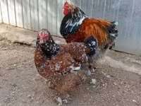 Brahma — photo 5