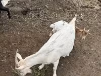 बकरियाँ (लॉट, लिंग निर्दिष्ट नहीं), बकरियाँ — फ़ोटो 5