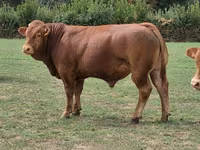 Taureau, Vache limousine — photo 2