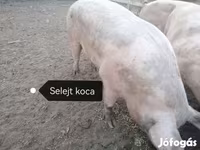 Sow, Пьетрен — photo 7
