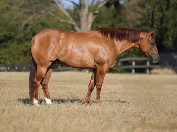 Kůň, Quarter Horse