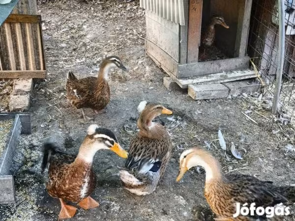 Ducks