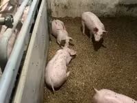 公猪, Гипор — 照片 7
