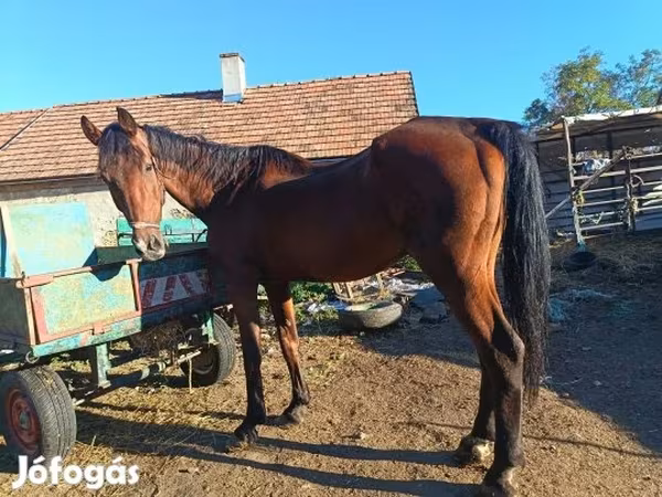 雄馬, 馬
