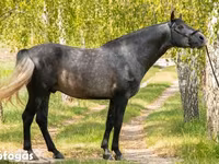 Horse (M), Andalusian horse — photo 1