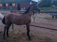 Kůň, Shagya — foto 1