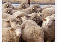 Moutons (lot, sexe non indiqué), Moutons — photo 1