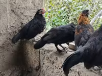 Galinha tcheca dourada malhada — foto 4