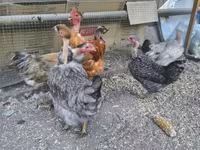 Chickens — Foto 2