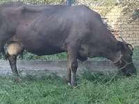 母牛, Swiss cattle — 照片 5