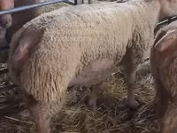 Widder, Charollais sheep — Foto 1