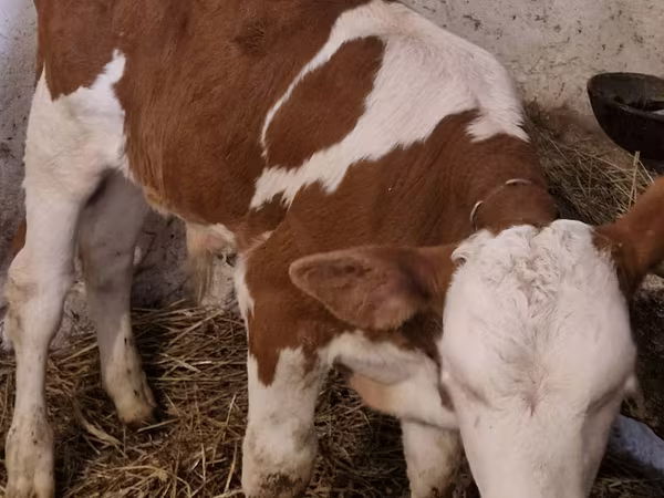 Buğa, Simmental cattle