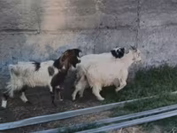 公山羊, Goats — 照片 1