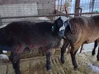 Ram, Blackheaded Persian sheep — photo 4