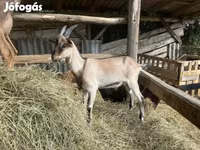 Bode, Saanen goat — foto 5