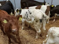Taureau, Simmental cattle — photo 1