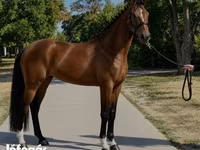 Mare, Hanoverian — photo 2