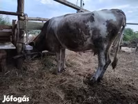 गाय, भूरा लातवियाई — फ़ोटो 1