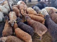 Ram, Sheep — photo 1