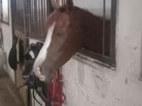 Kobyła, Karabakh horse — zdjęcie 1