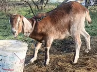 Chèvre, Saanen goat — photo 8