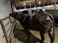 Kuh, Brahman — Foto 8