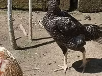 Gallina checa dorada veteada — foto 4