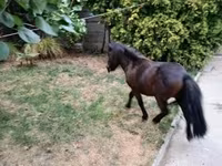 雄馬, Shetland Pony — 写真 7