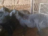 كبش, Rhon sheep — الصورة 3