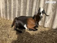 Bode, Saanen goat — foto 4