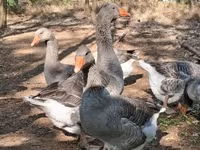 Geese — foto 3