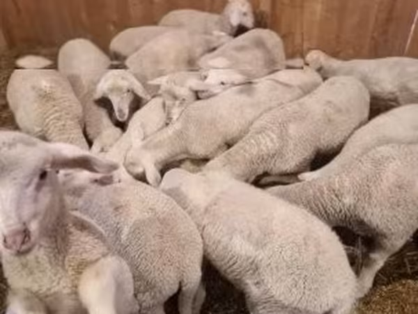 公羊, Merinoland sheep